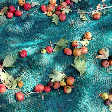 Farma Terra Di Pace