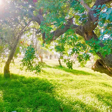 Terra Di Pace * Noto